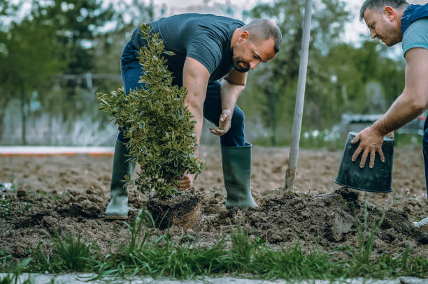 Best Palm Tree Trimming  in Willits, CA